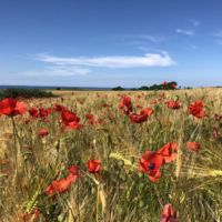 Mohnblumenfeld an der Ostsee Mohnblumenfeld an der Ostsee